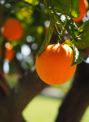 hortus aranceto storico