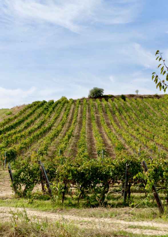 Vigneto collinare della tenuta Hortus con filari di uva ben curati.