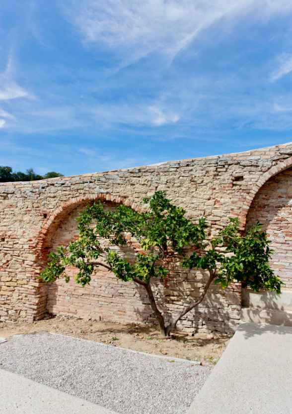 Agrume e dettaglio della parete in pietra storica nel giardino botanico Hortus.